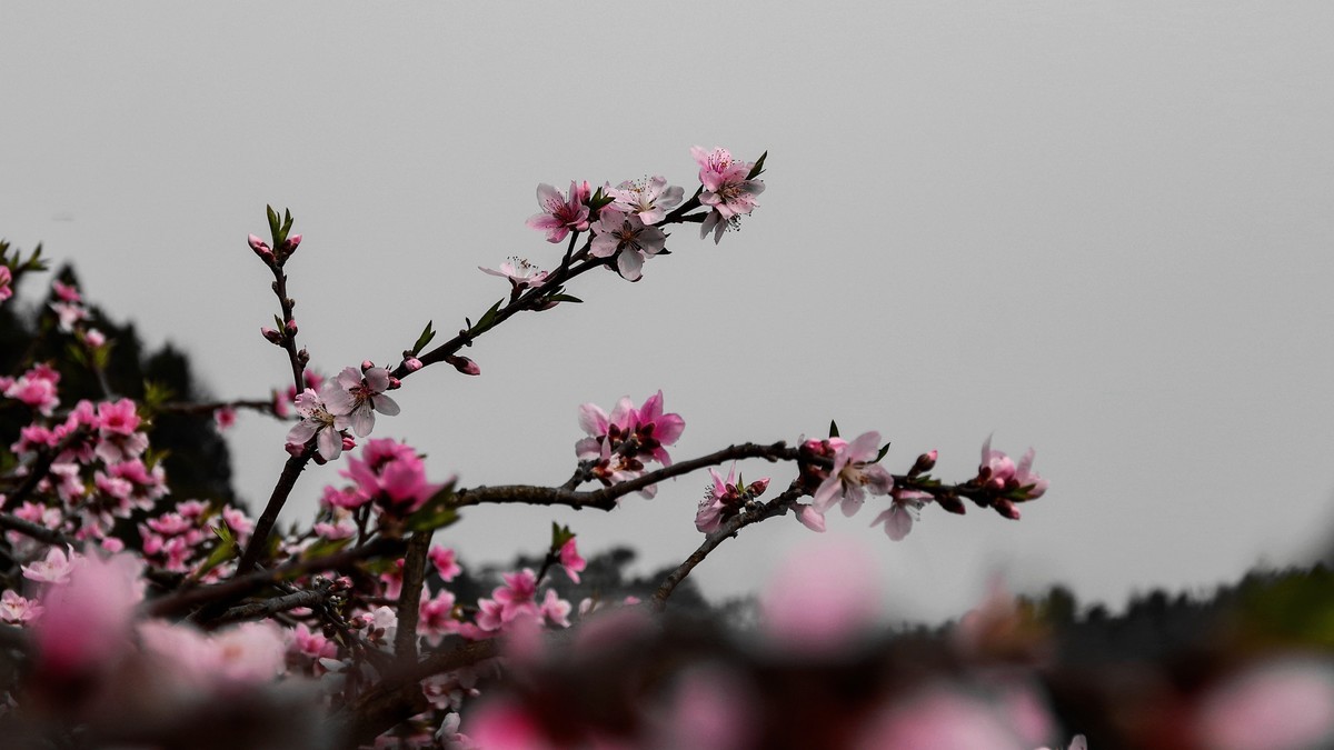 春日探访成都龙泉桃花沟【6】续完