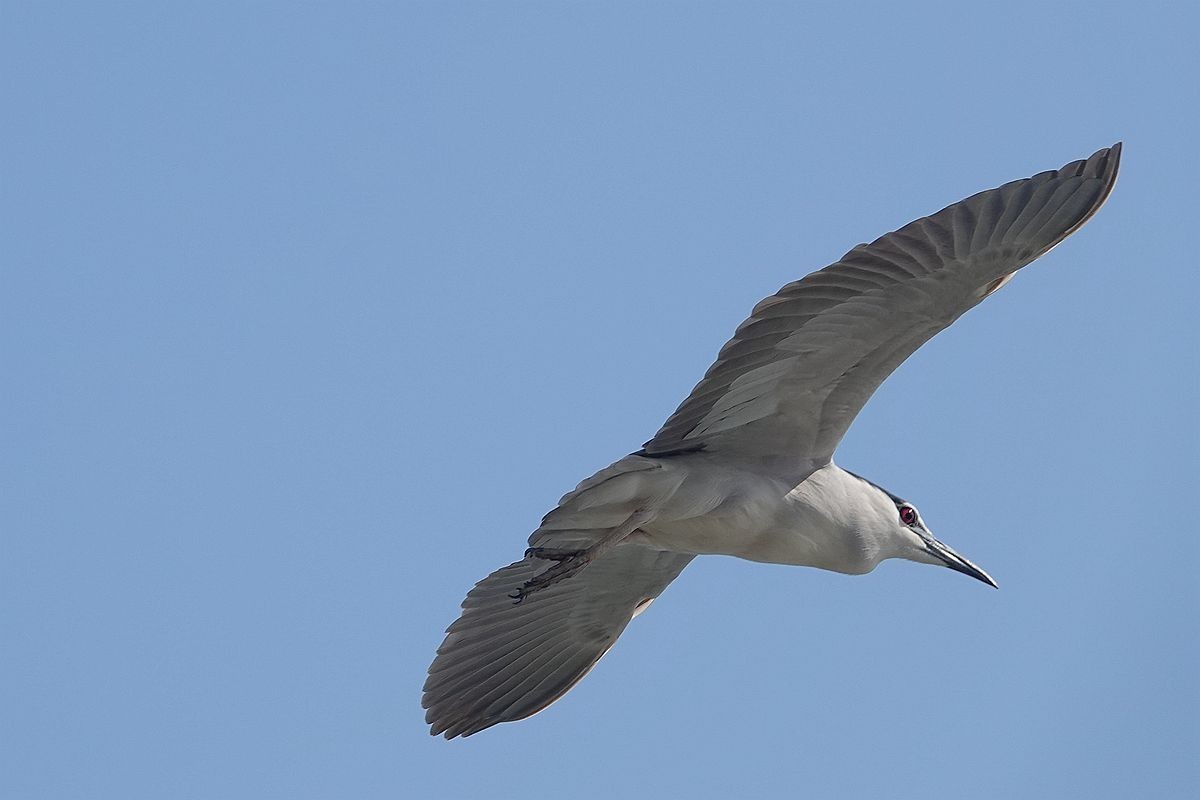 自由飞翔的夜鹭