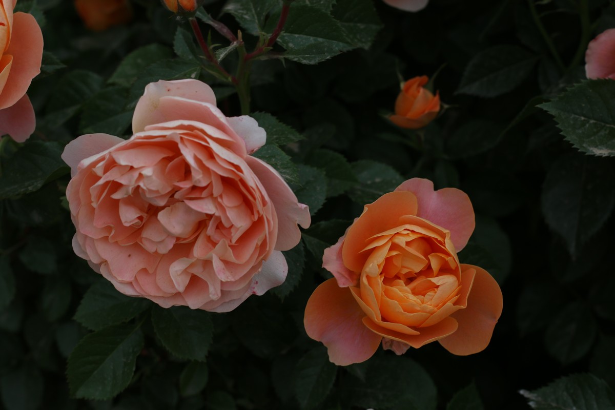 月季花