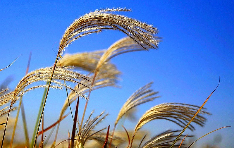 W-05【不老松：纪实摄影】苇子花！