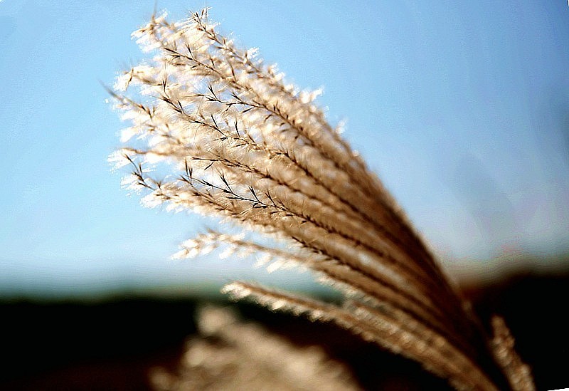 W-05【不老松：纪实摄影】苇子花！