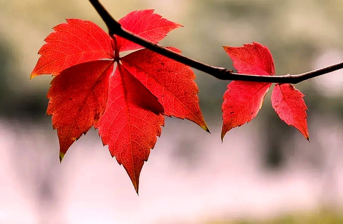 #遇见最美秋叶# --冬叶之美