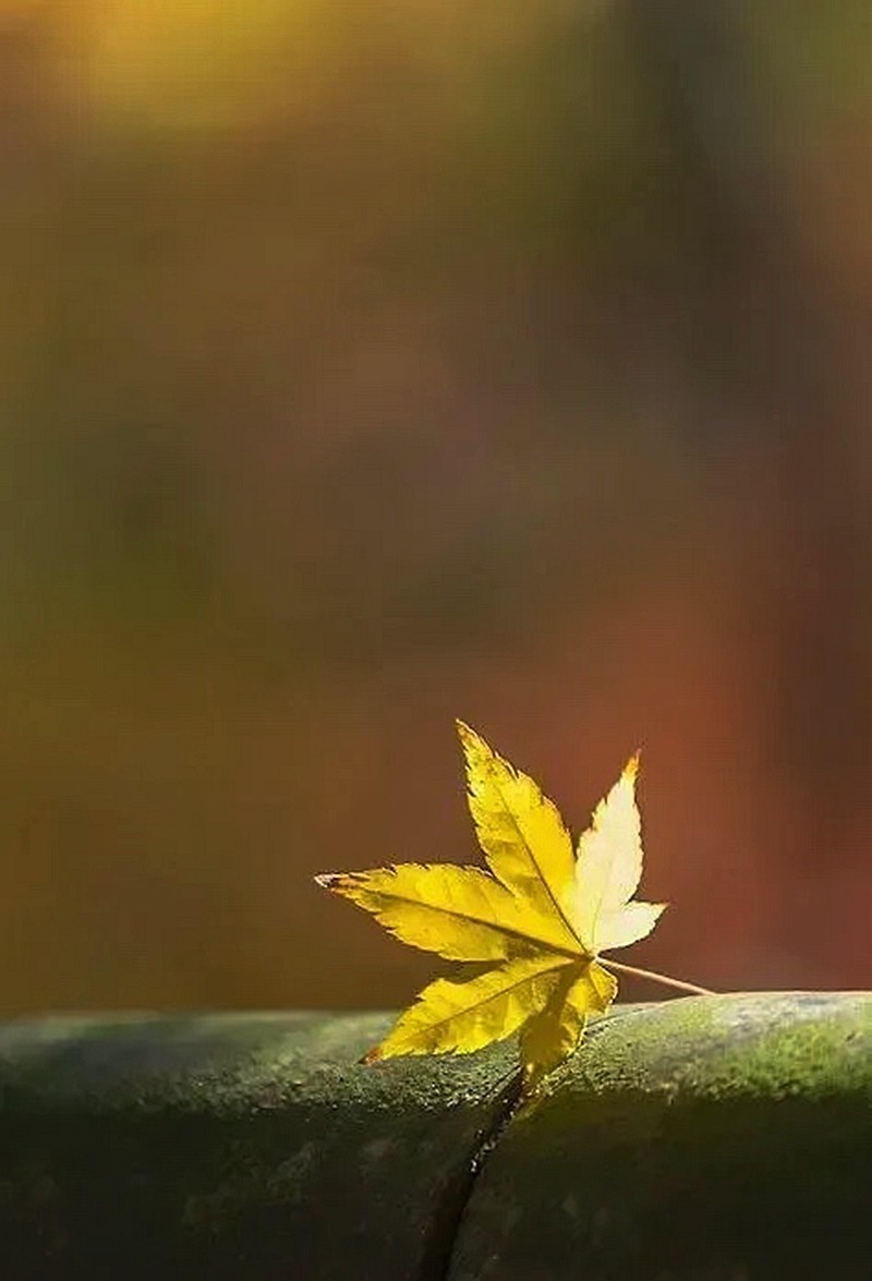 #遇见最美秋叶# --冬叶之美