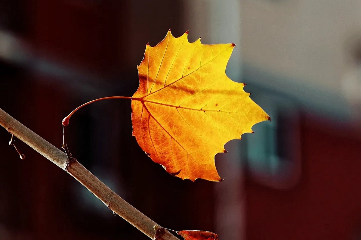 #遇见最美秋叶# --冬叶之美