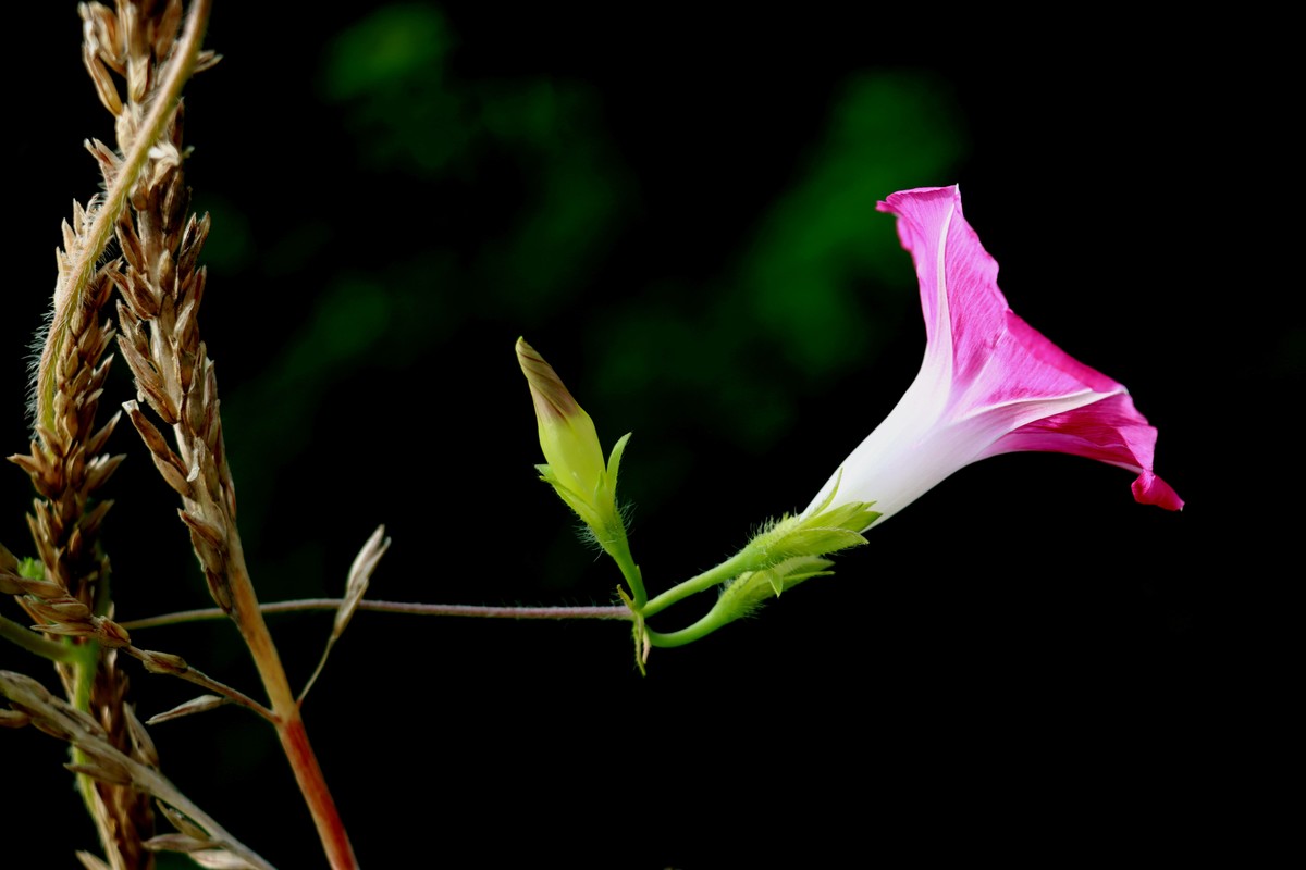 喇叭花 - 2