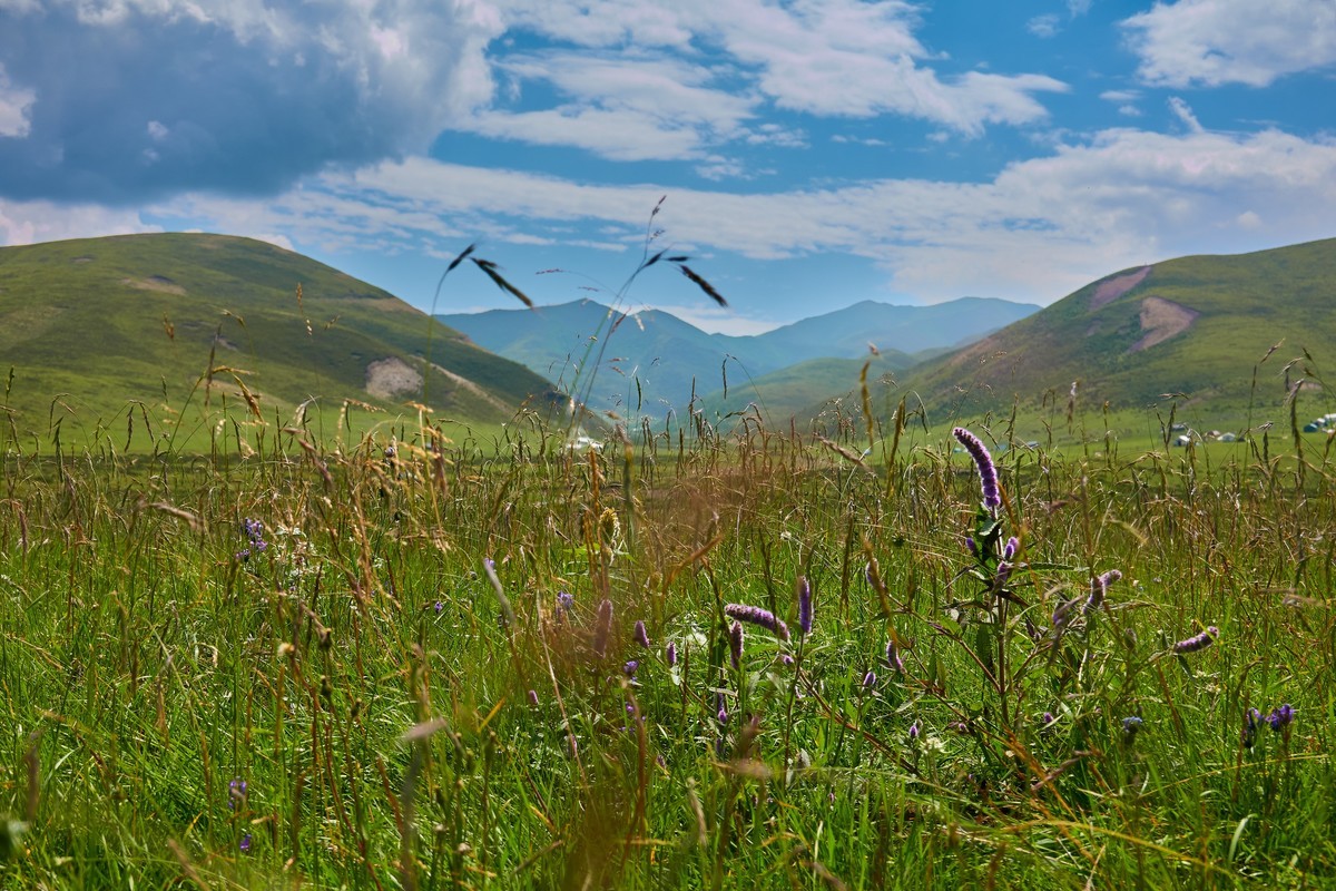 美丽的红原和桑科大草原