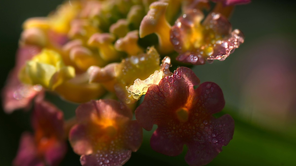 ILCE-1  镜头:FE 70-200mm F4 Macro G OSS II + 2X Telerconverter微距拍摄