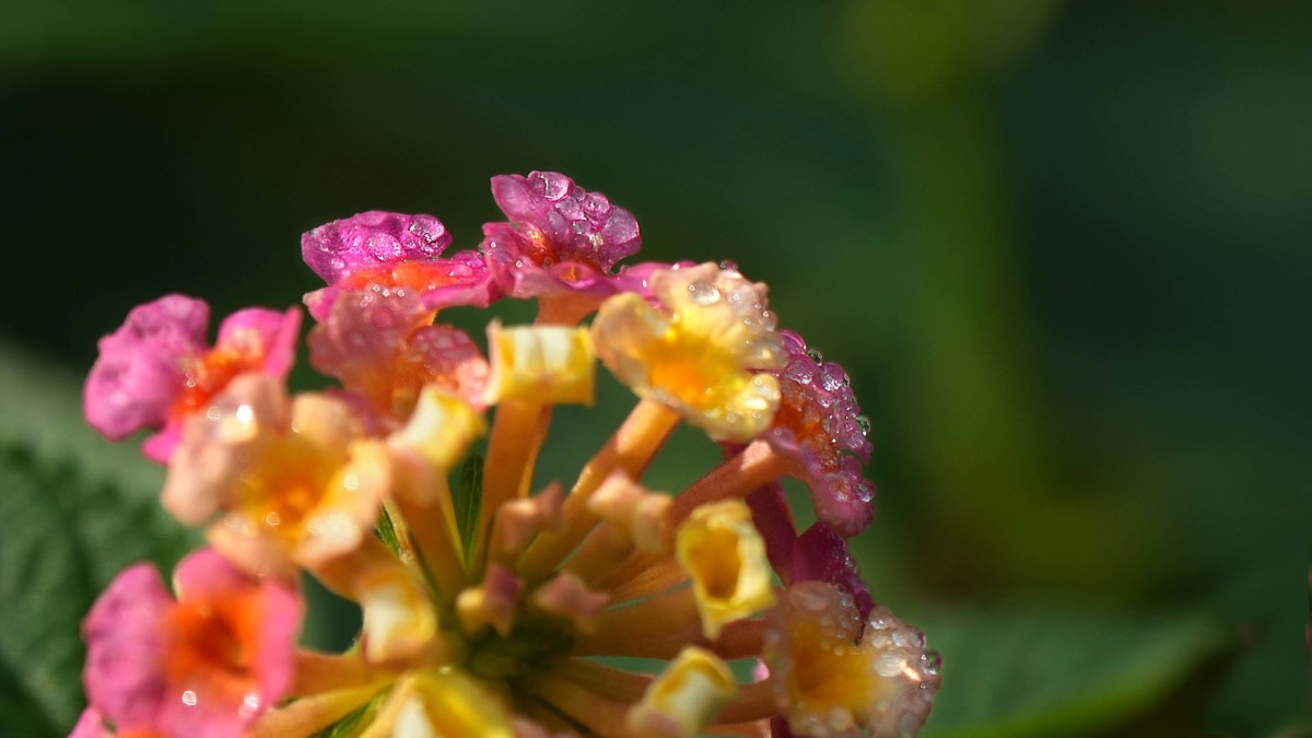 ILCE-1  镜头:FE 70-200mm F4 Macro G OSS II + 2X Telerconverter微距拍摄