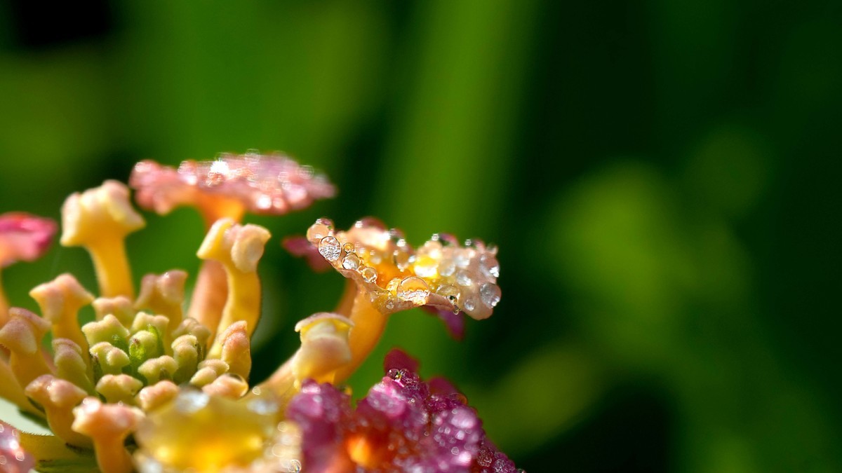 ILCE-1  镜头:FE 70-200mm F4 Macro G OSS II + 2X Telerconverter微距拍摄