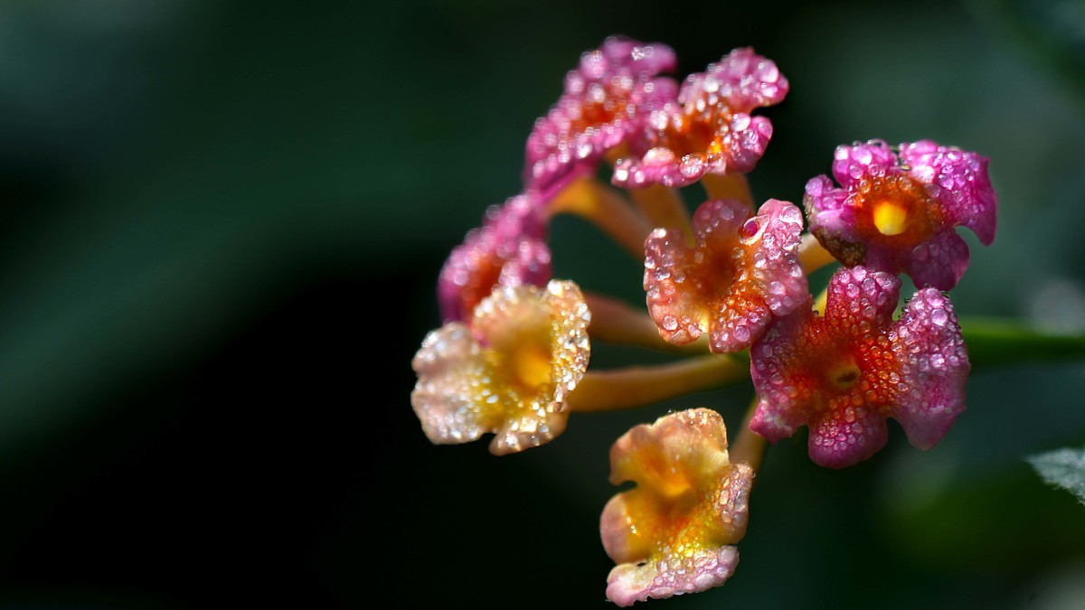 ILCE-1  镜头:FE 70-200mm F4 Macro G OSS II + 2X Telerconverter微距拍摄