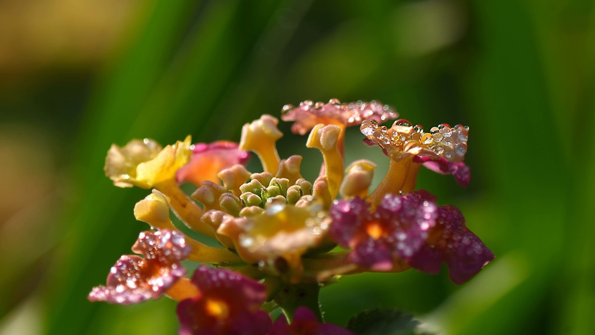 ILCE-1  镜头:FE 70-200mm F4 Macro G OSS II + 2X Telerconverter微距拍摄