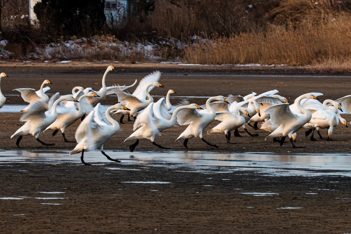 戏水天鹅（补发）