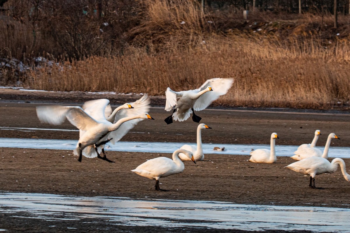 戏水天鹅（补发）