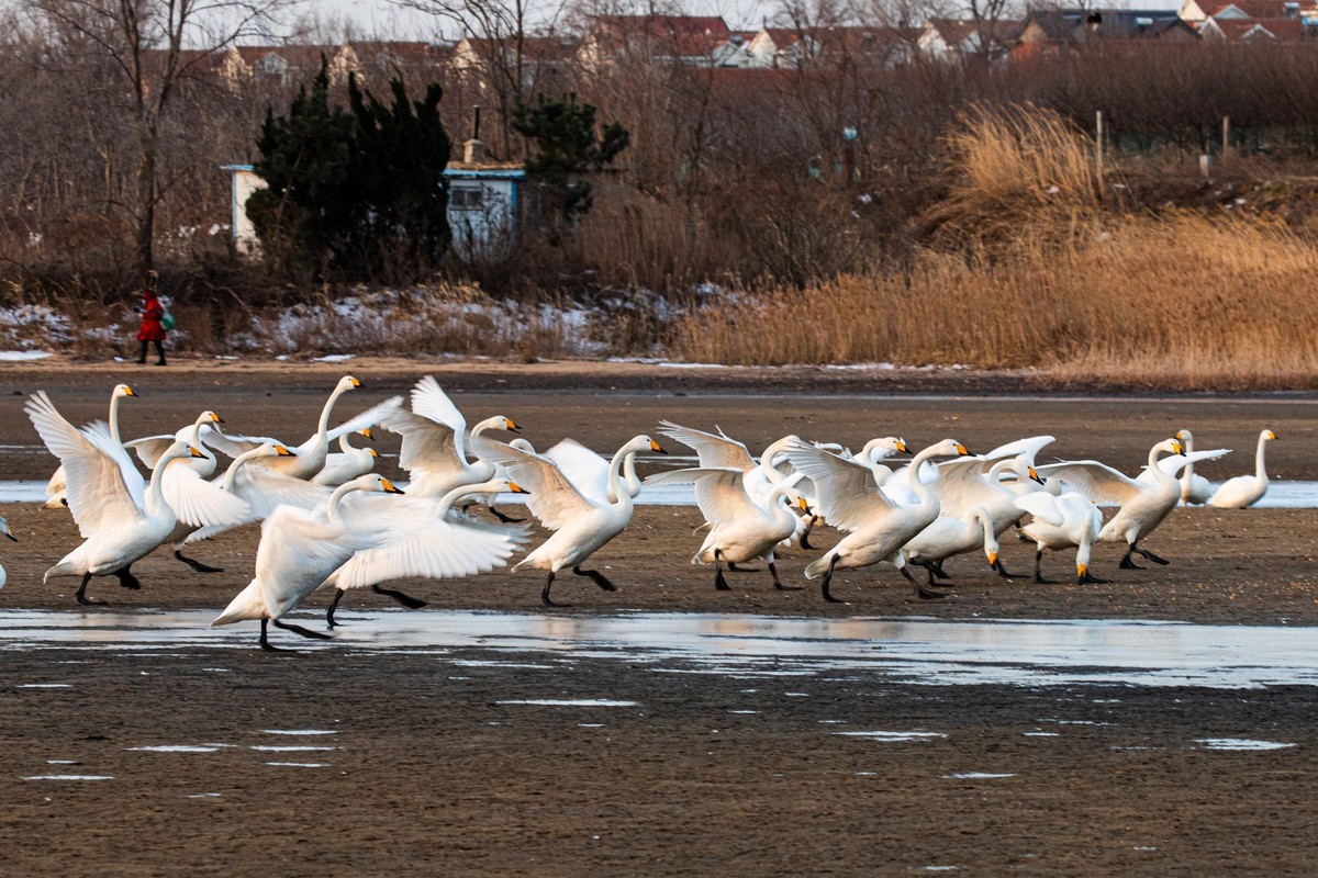 戏水天鹅（补发）