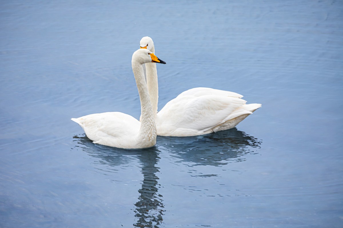 戏水天鹅（补发）