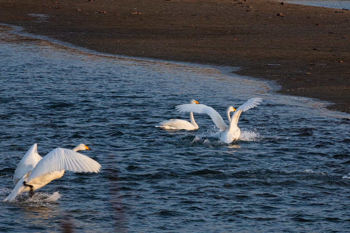 戏水天鹅（补发）