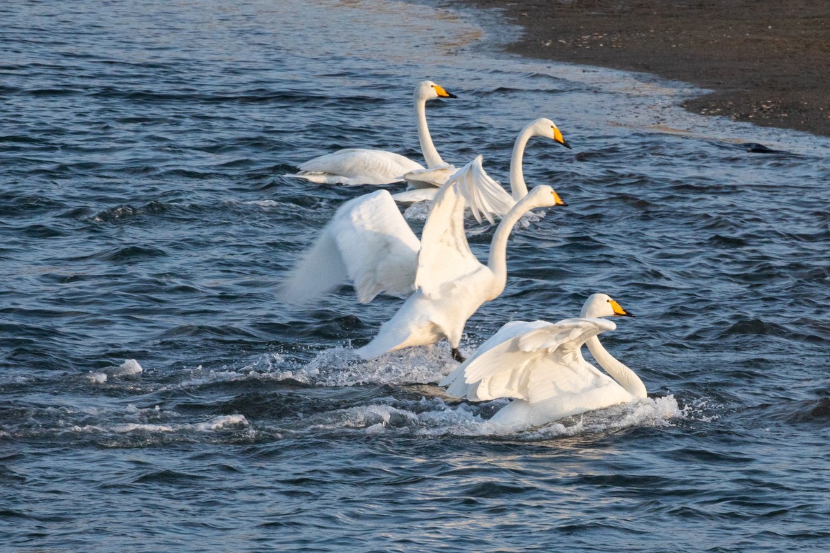 戏水天鹅（补发）