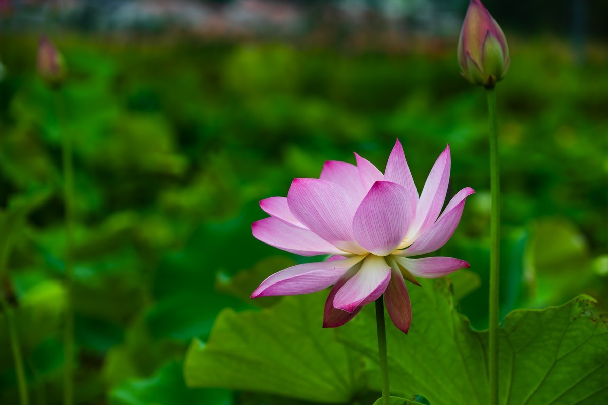 荷花