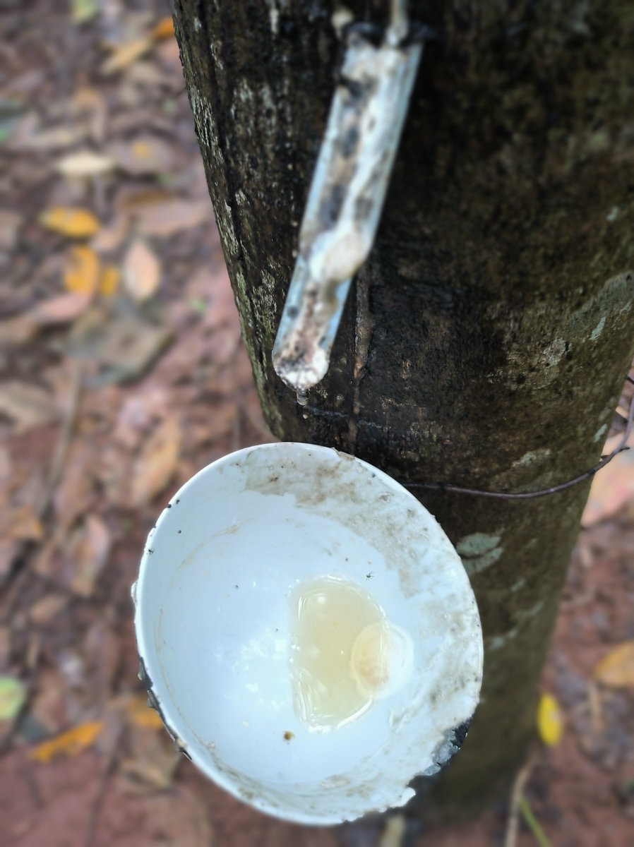 2024夏 海南环岛行（160）瀑布旁边的橡胶林