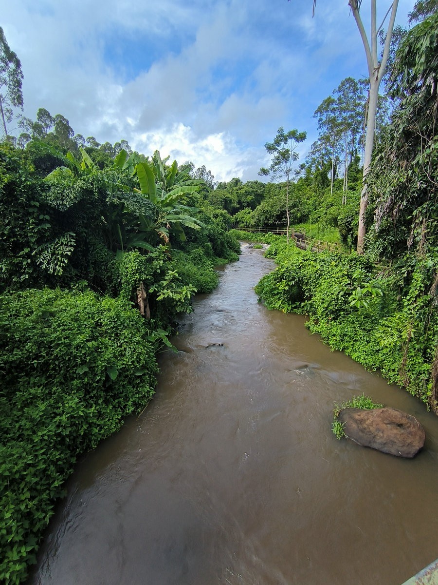 2024夏 海南环岛行（160）瀑布旁边的橡胶林