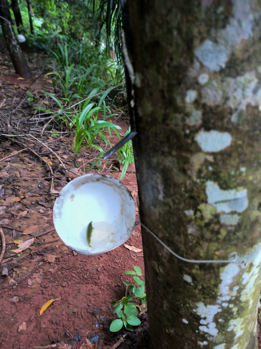 2024夏 海南环岛行（160）瀑布旁边的橡胶林