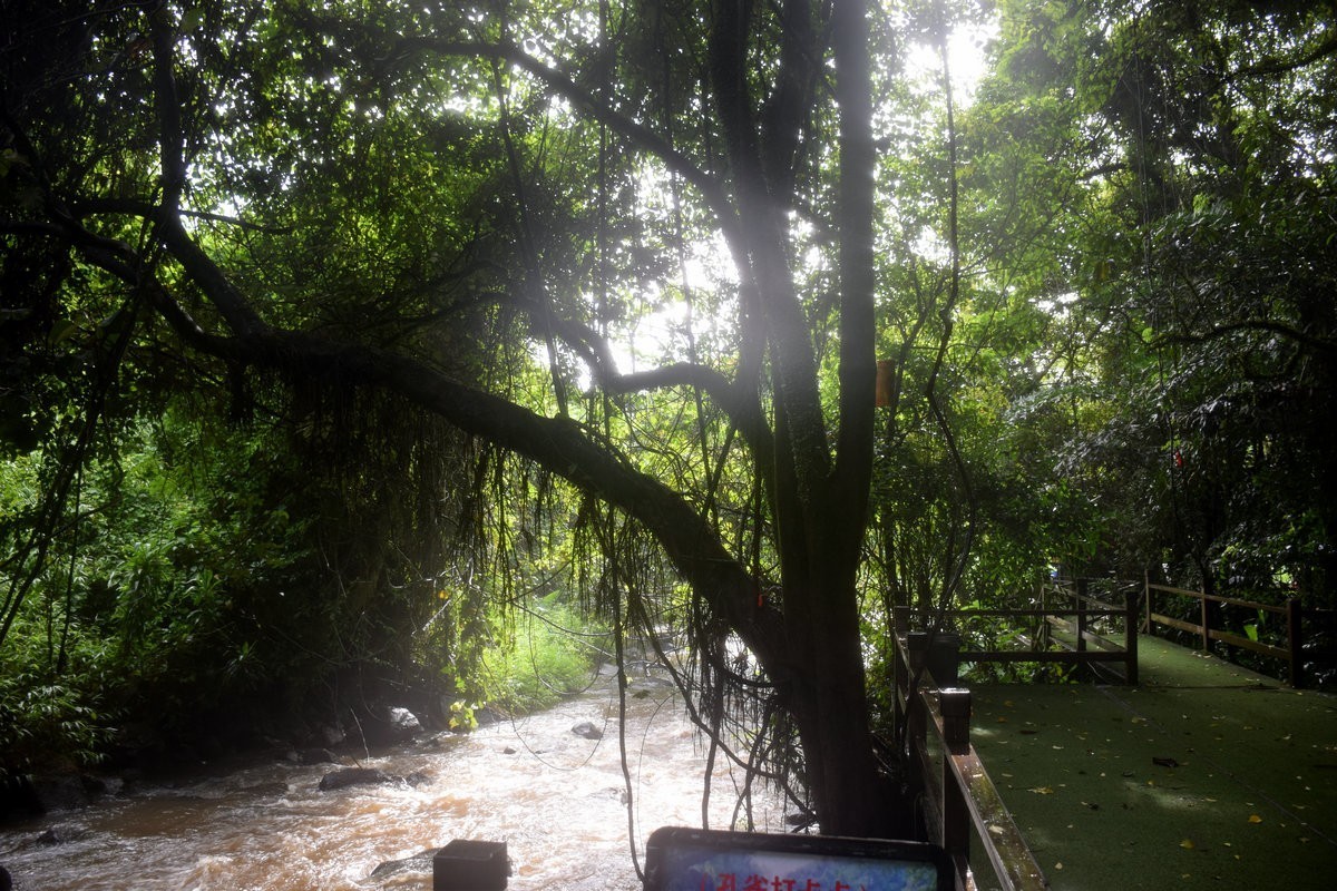 2024夏 海南环岛行（160）瀑布旁边的橡胶林