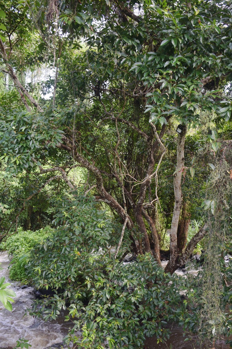 2024夏 海南环岛行（160）瀑布旁边的橡胶林