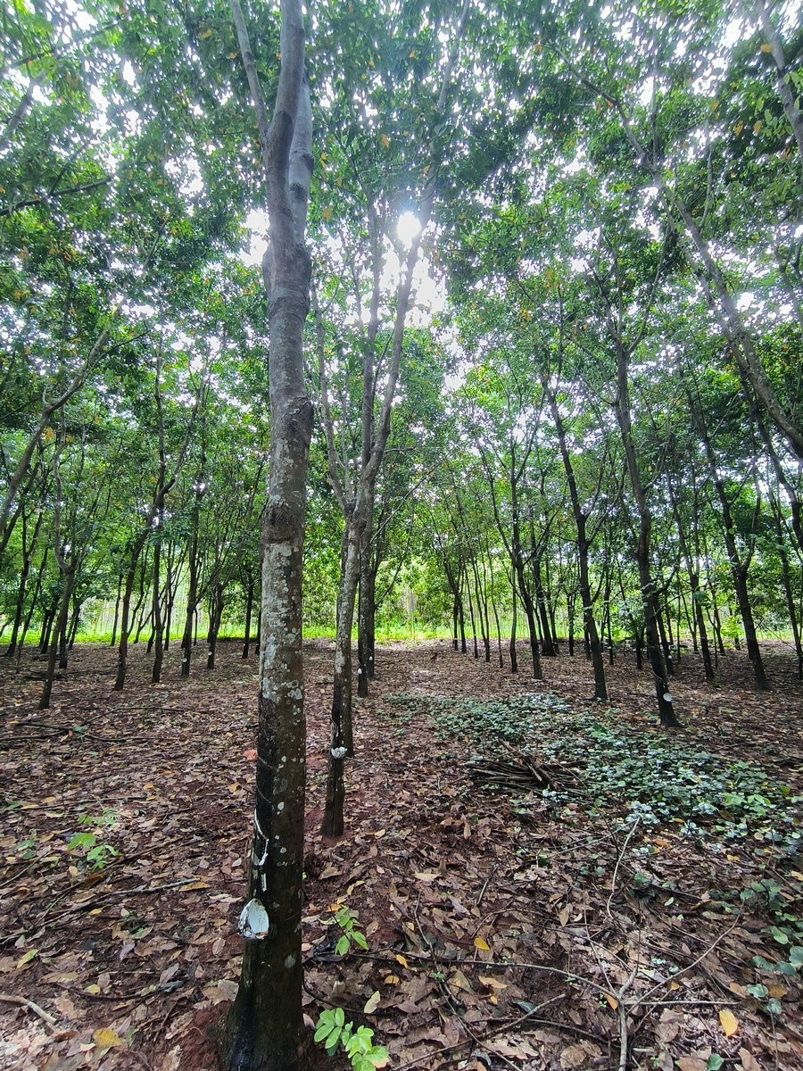 2024夏 海南环岛行（160）瀑布旁边的橡胶林