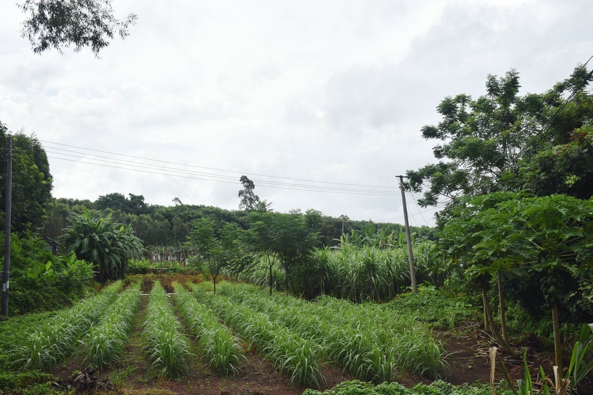 2024夏 海南环岛行（161）澄迈福山镇