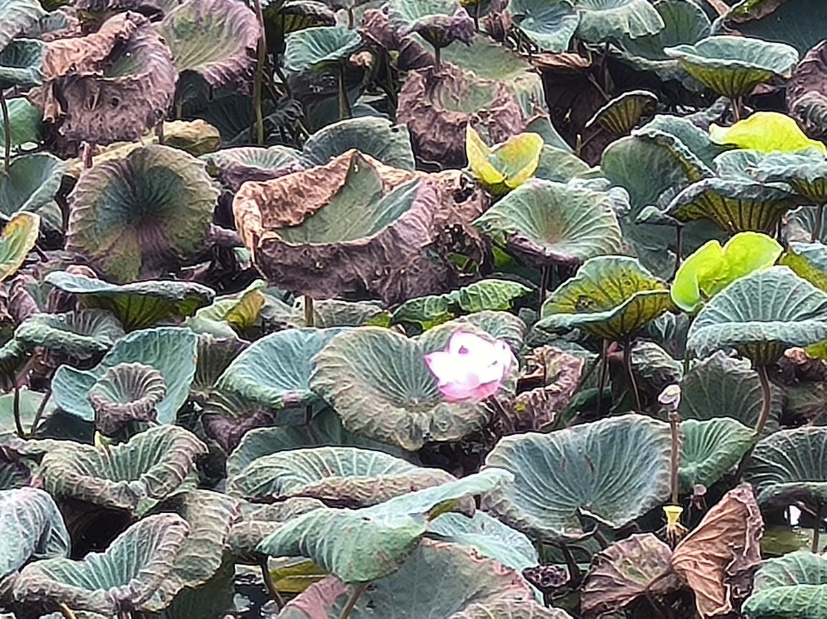 2024夏 海南环岛行（161）澄迈福山镇