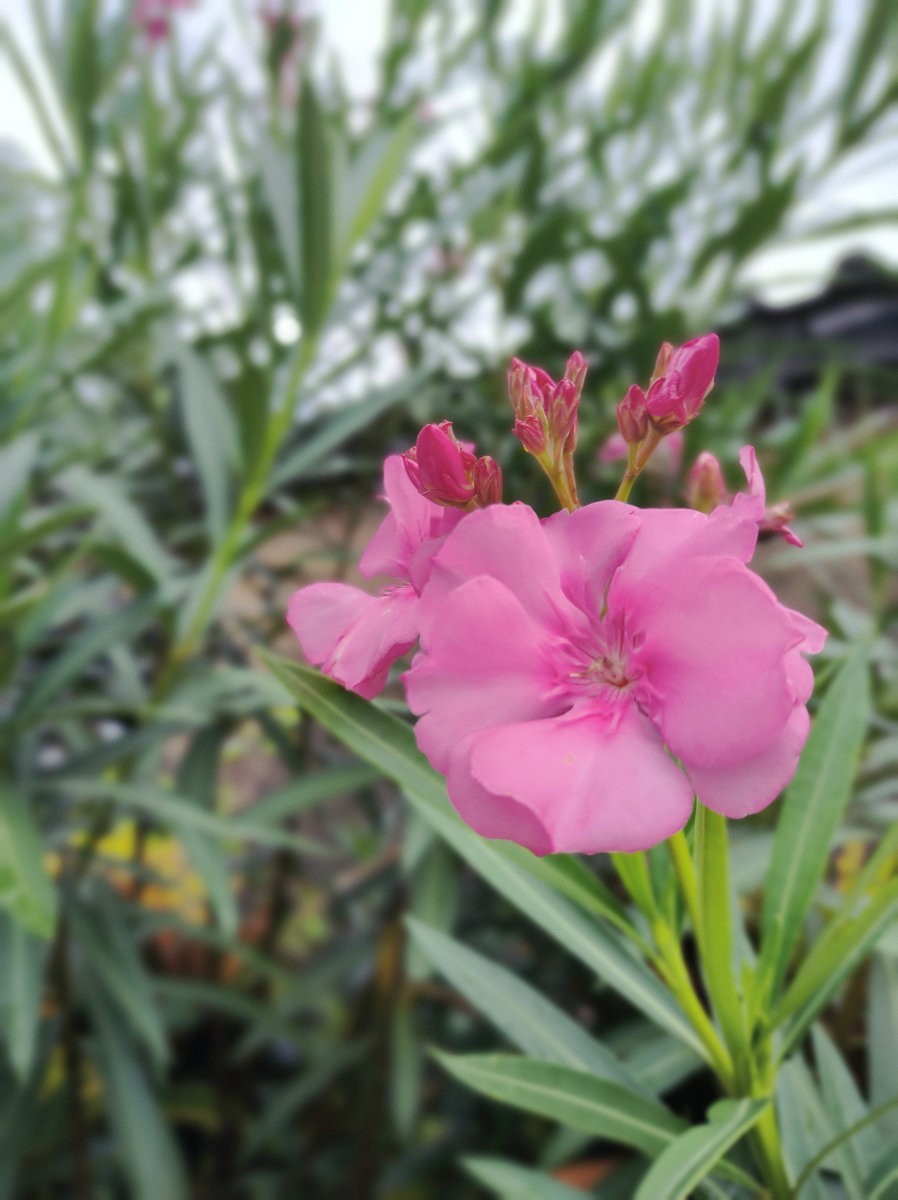 2024夏 海南环岛行（161）澄迈福山镇