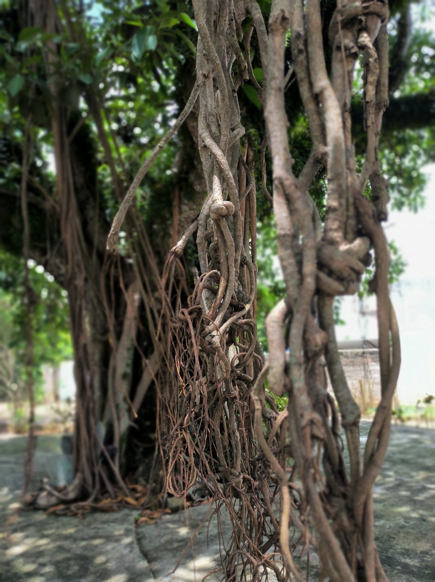 2024夏 海南环岛行（161）澄迈福山镇