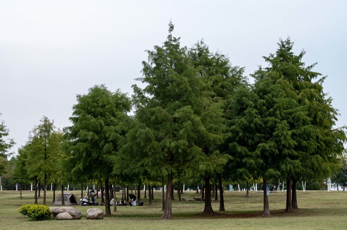 庐州印象（397）环湖北路岸上草原