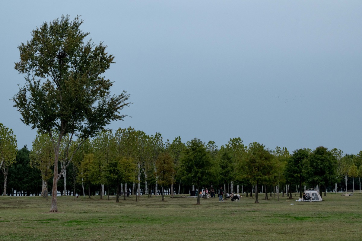庐州印象（397）环湖北路岸上草原