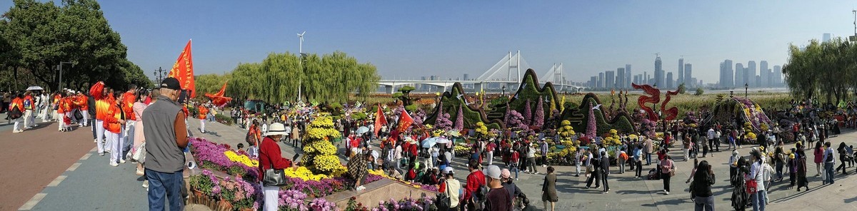 武汉江滩菊花展四（续完）