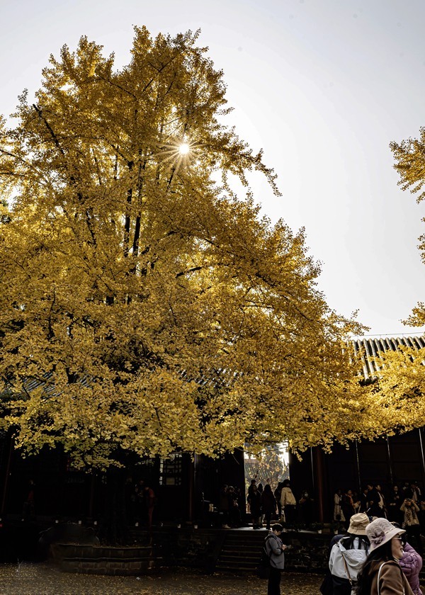 四川成都--崇州--罨画池秋色【4】