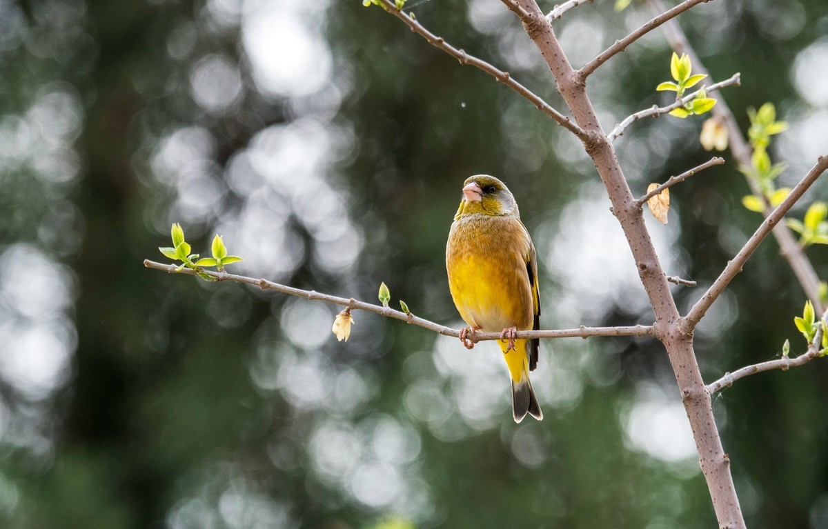 漂亮的金翅雀（三）