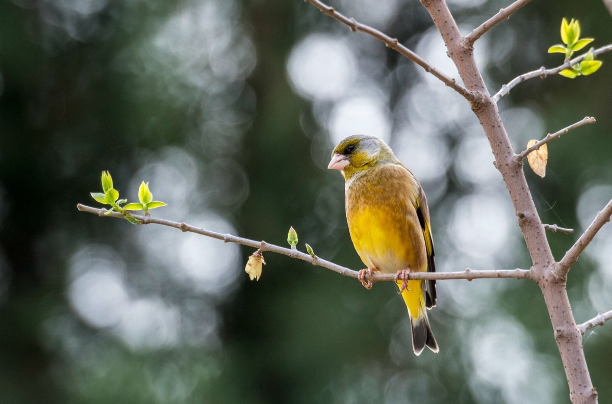 漂亮的金翅雀（三）