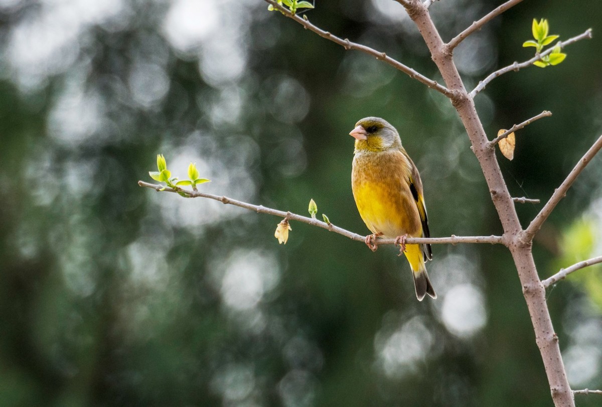 漂亮的金翅雀（三）