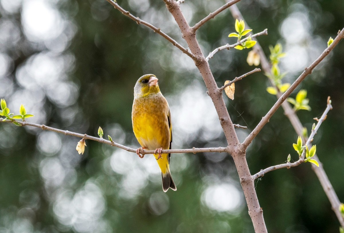漂亮的金翅雀（三）