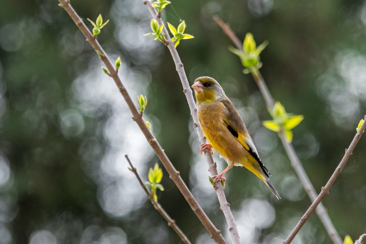 漂亮的金翅雀（三）