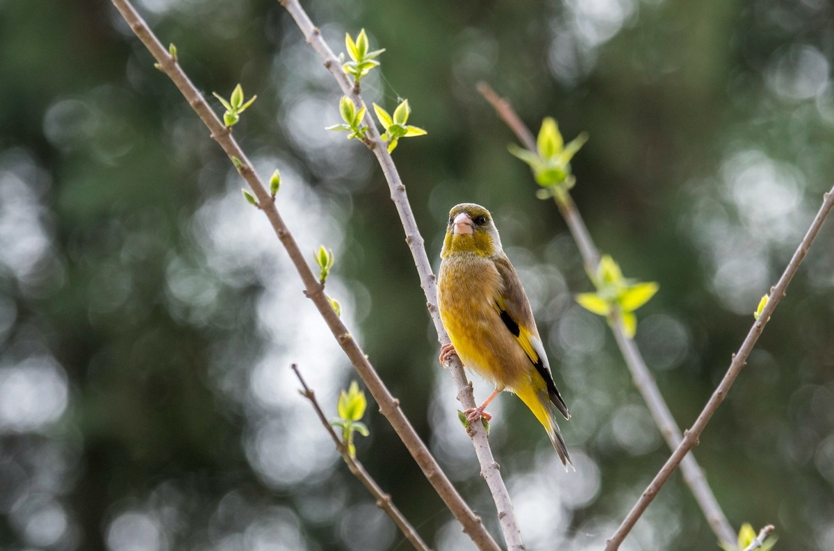 漂亮的金翅雀（三）