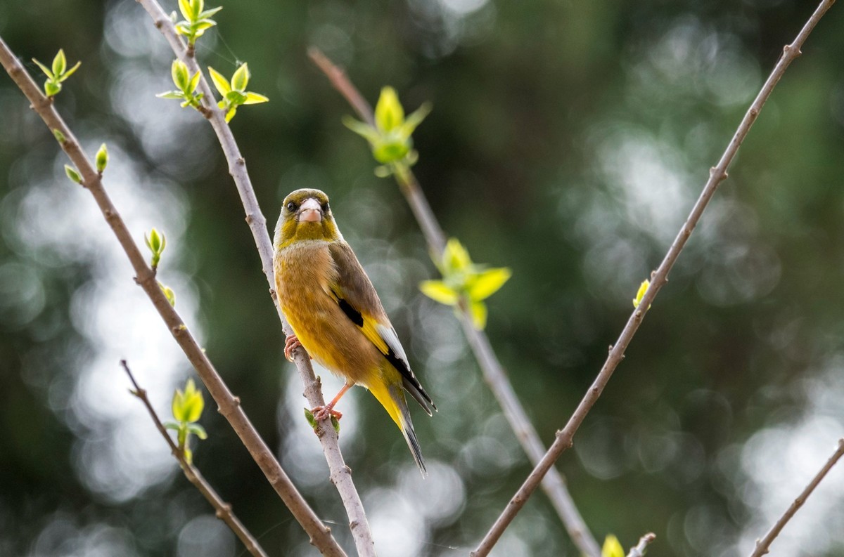 漂亮的金翅雀（三）