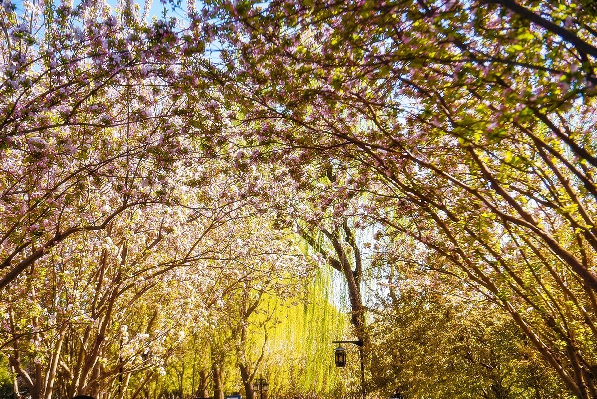 2025年第0229贴-陶然亭海棠花开（0407）