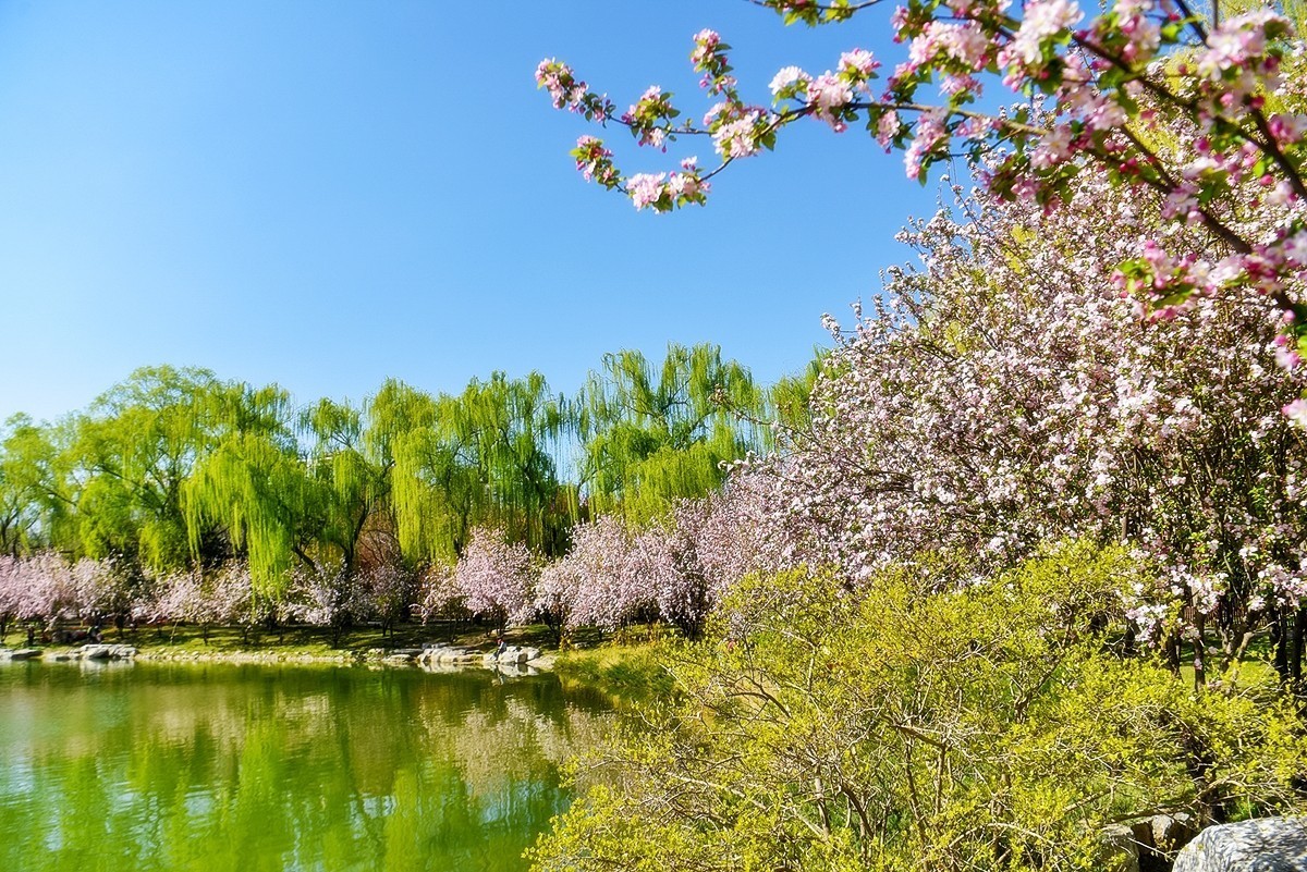 2025年第0229贴-陶然亭海棠花开（0407）