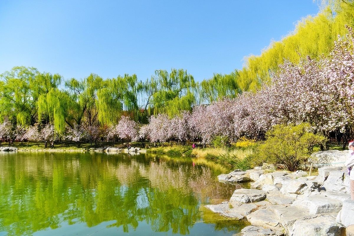 2025年第0229贴-陶然亭海棠花开（0407）