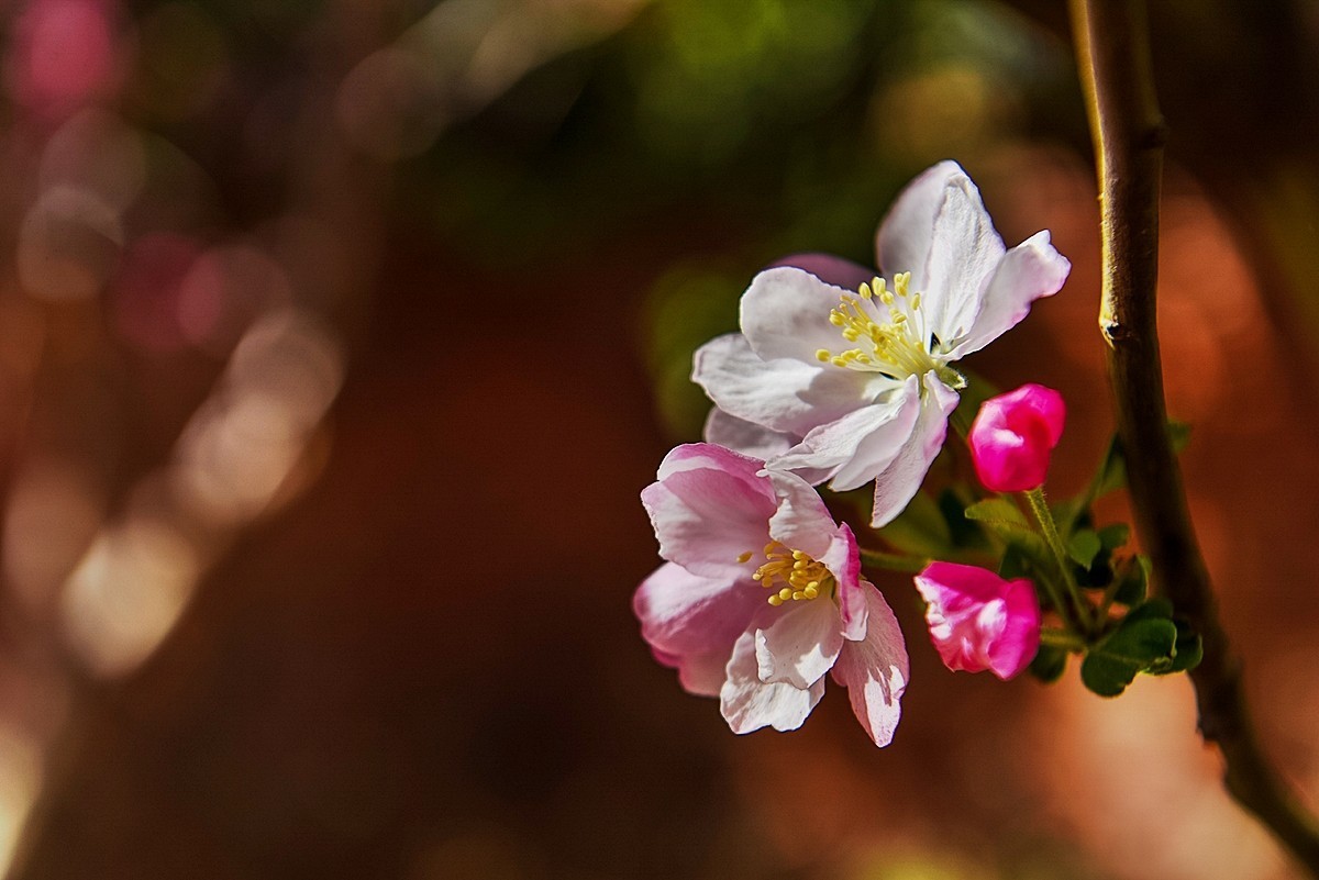 2025年第0229贴-陶然亭海棠花开（0407）