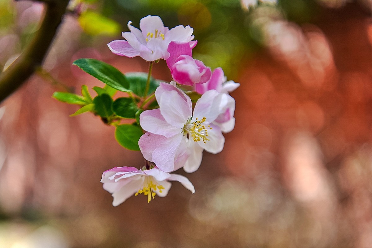 2025年第0229贴-陶然亭海棠花开（0407）