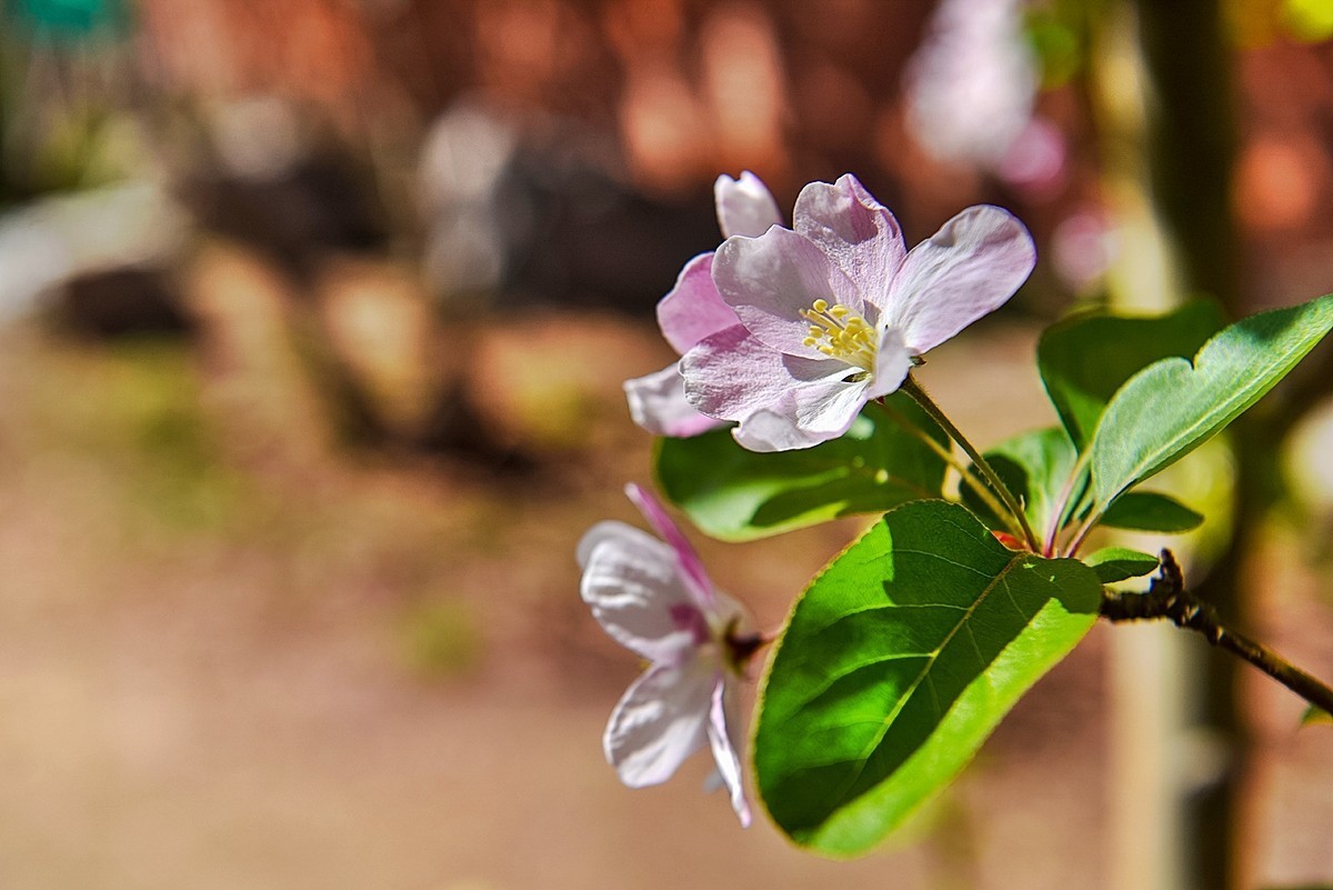 2025年第0229贴-陶然亭海棠花开（0407）