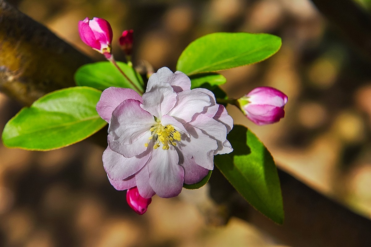 2025年第0230贴-陶然亭海棠花开（0407）